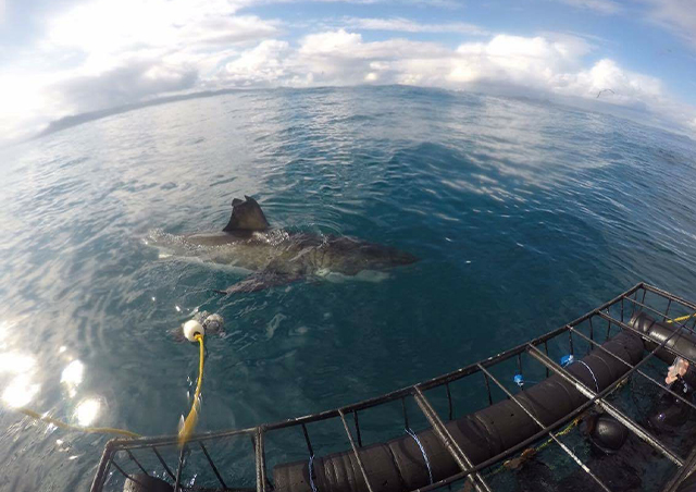 Cage diving with Great Whites in South Africa: Facing my Jaws related fears and coming face to face with Great White sharks off the cost of South Africa